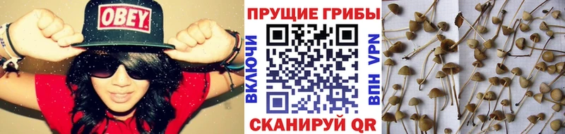 shop клад  гидра ONION  Шебекино  Галлюциногенные грибы ЛСД 
